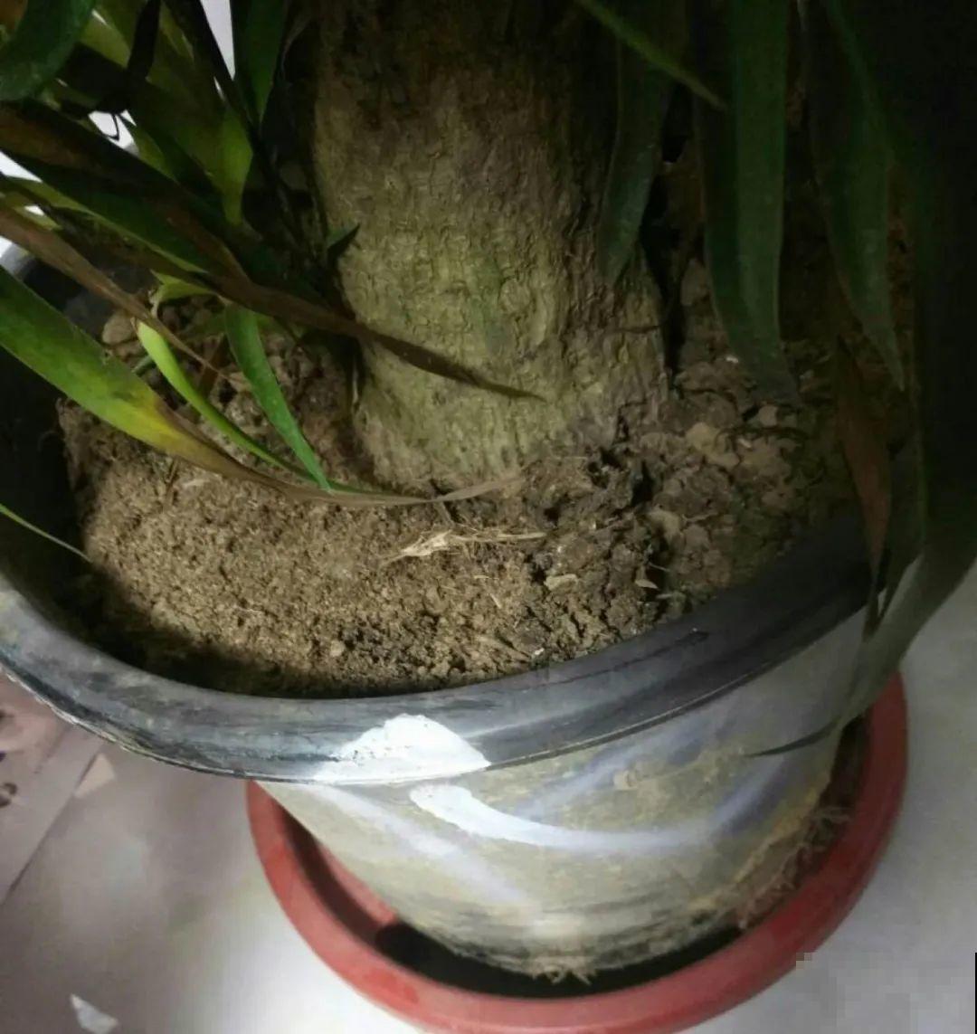 客厅养好树,子孙一直富,8种树养在家,镇宅有安全感 客厅养好树,子孙一直富,8种树养在家,镇宅有安全感