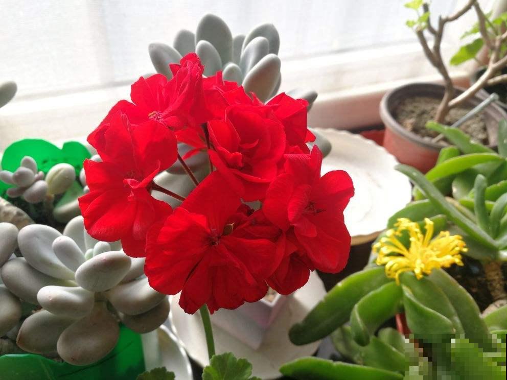 封闭阳台想爆花，养4种“爆花机器”，剪一岔开一茬，摁都摁不住