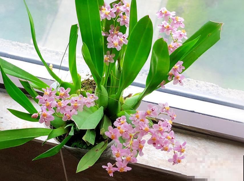 5种“好运花”，家里没光也能开花爆盆，适合养在客厅