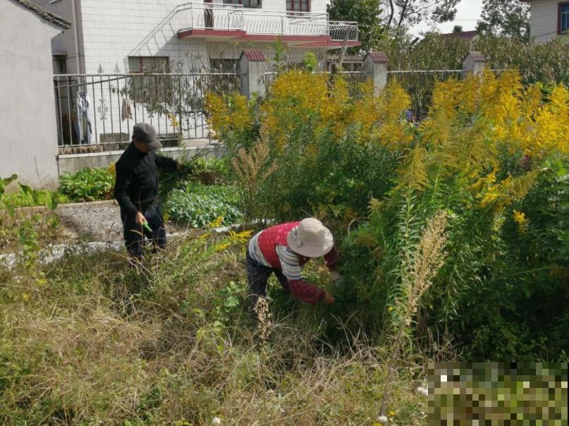 5种花长太快，容易泛滥成灾，千万别随便丢弃