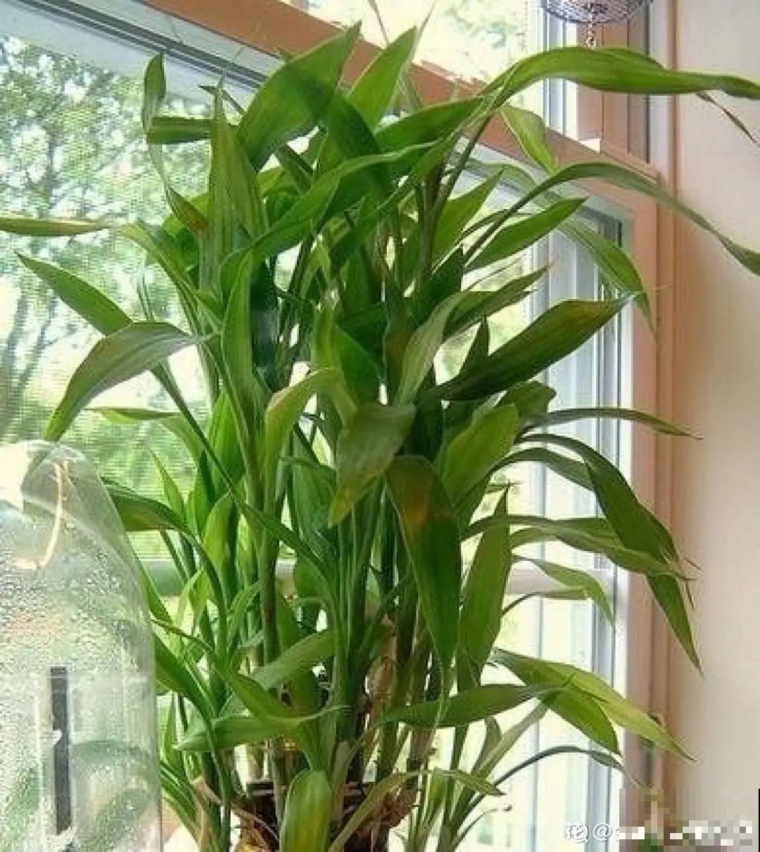 10种“怕晒花”，越晒死越快，半阴地儿反倒长得旺