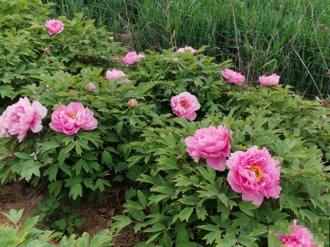 10种花,冬天要休眠,赶紧修剪防冻,才能安全越 10种花,冬天要休眠,赶紧修剪防冻,才能安全越