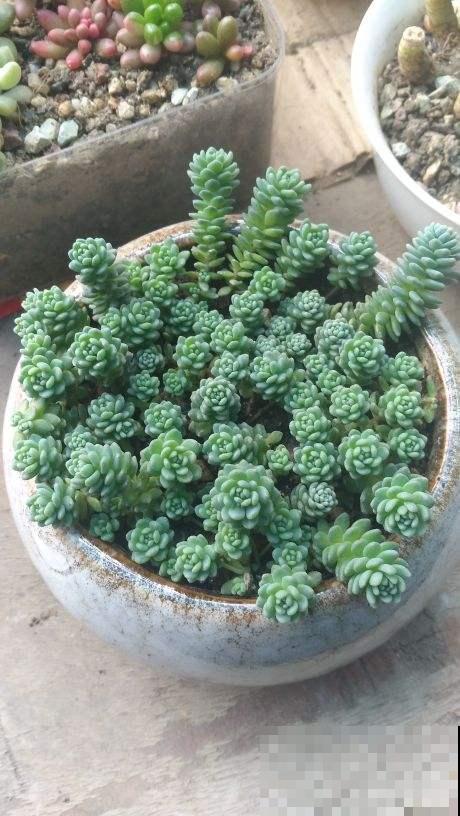 19种多肉，花市买来像白捡，离流行趋势更近了
