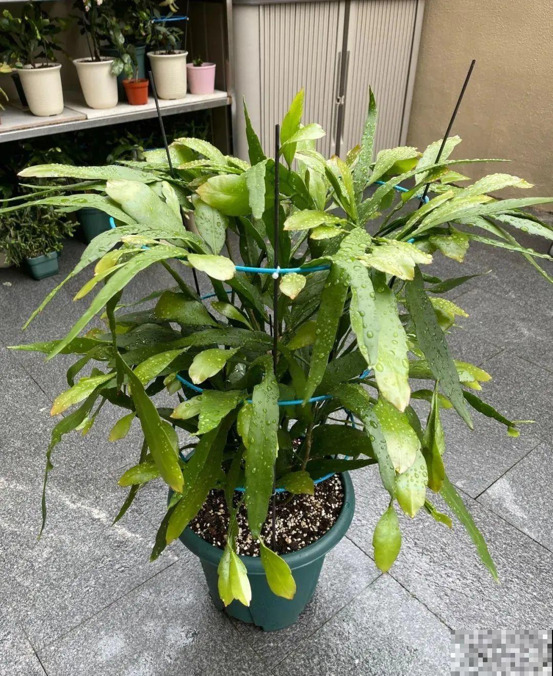 1种花就爱夜里开，养好能开上百朵花，满屋清香真过瘾