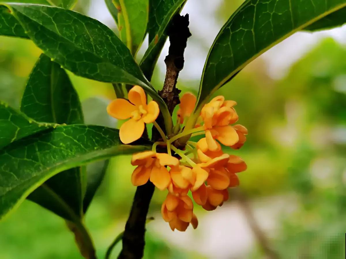 比香水还好闻的6种植物，秋冬种上它，满屋子都是香味