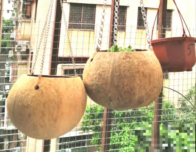 家里的“垃圾”留下，拿来养花效果好，颜值超高