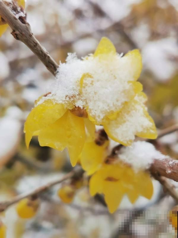 冬天的院子也能种5种花，耐寒又美丽