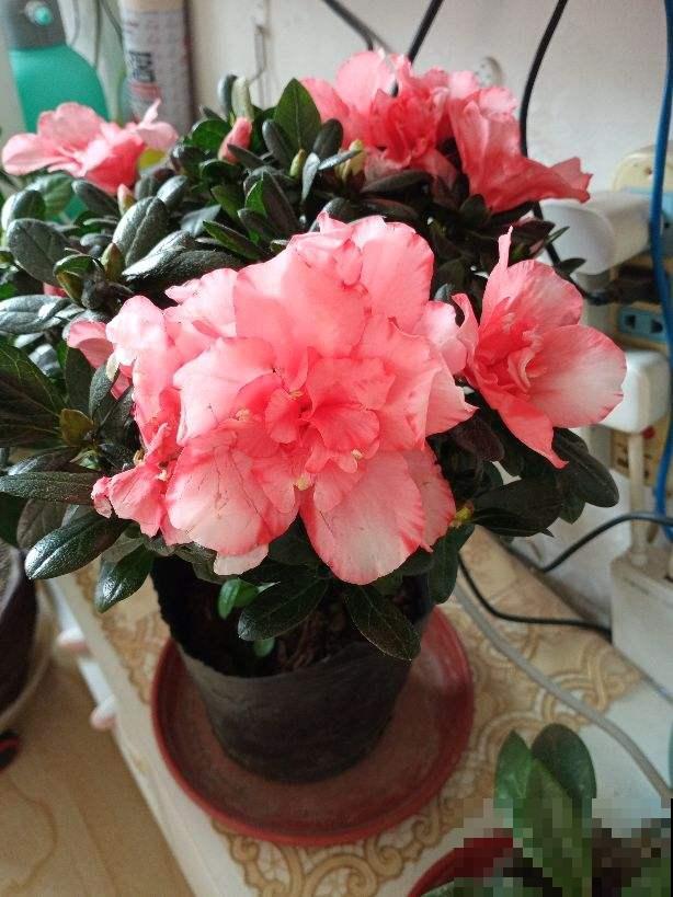 特坑人的3种花，好看是好看，但就是养不活