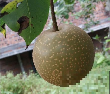 天气一凉，吃这6种蔬果特养人，关键是在家也能种