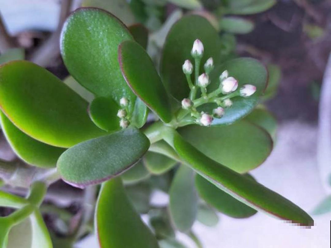 15年的君子兰，今天终于奇迹开花，开花技巧都给你！