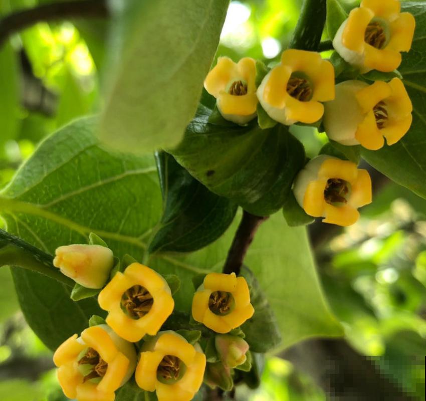 拥有一颗柿子树,满树挂满“小灯笼”,日子红火又吉祥 拥有一颗柿子树,满树挂满“小灯笼”,日子红火又吉祥