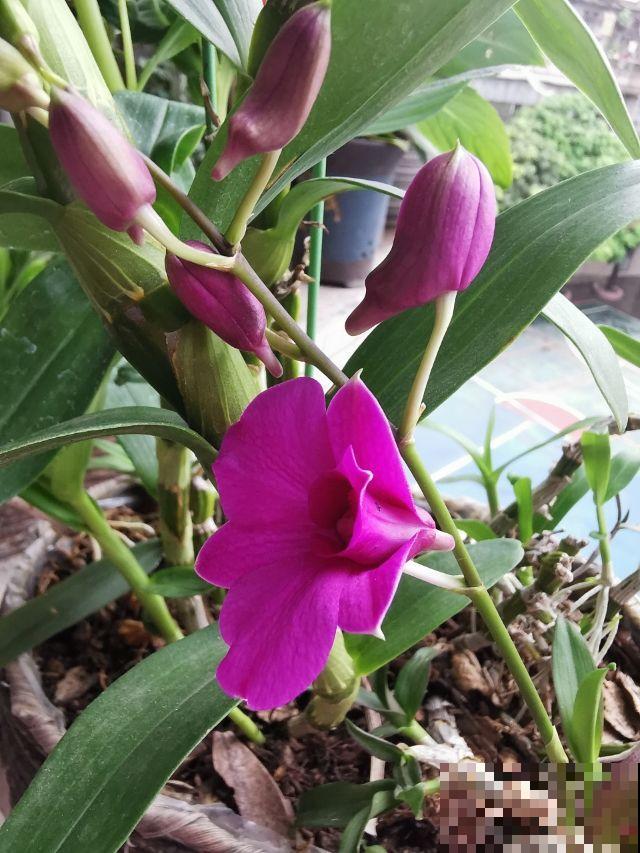 年底养盆石斛兰,养人养身心,堪称“家庭小药箱” 年底养盆石斛兰,养人养身心,堪称“家庭小药箱”