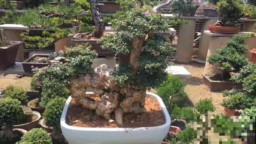 5种花,天生的高贵气质,做成盆景价值翻倍 5种花,天生的高贵气质,做成盆景价值翻倍