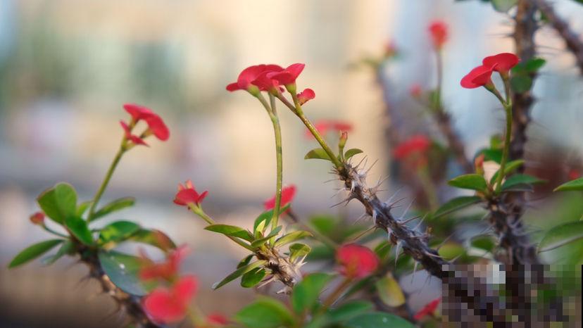 10种带“毒”花,家里有小孩要小心,千万别吃,容易中毒 10种带“毒”花,家里有小孩要小心,千万别吃,容易中毒