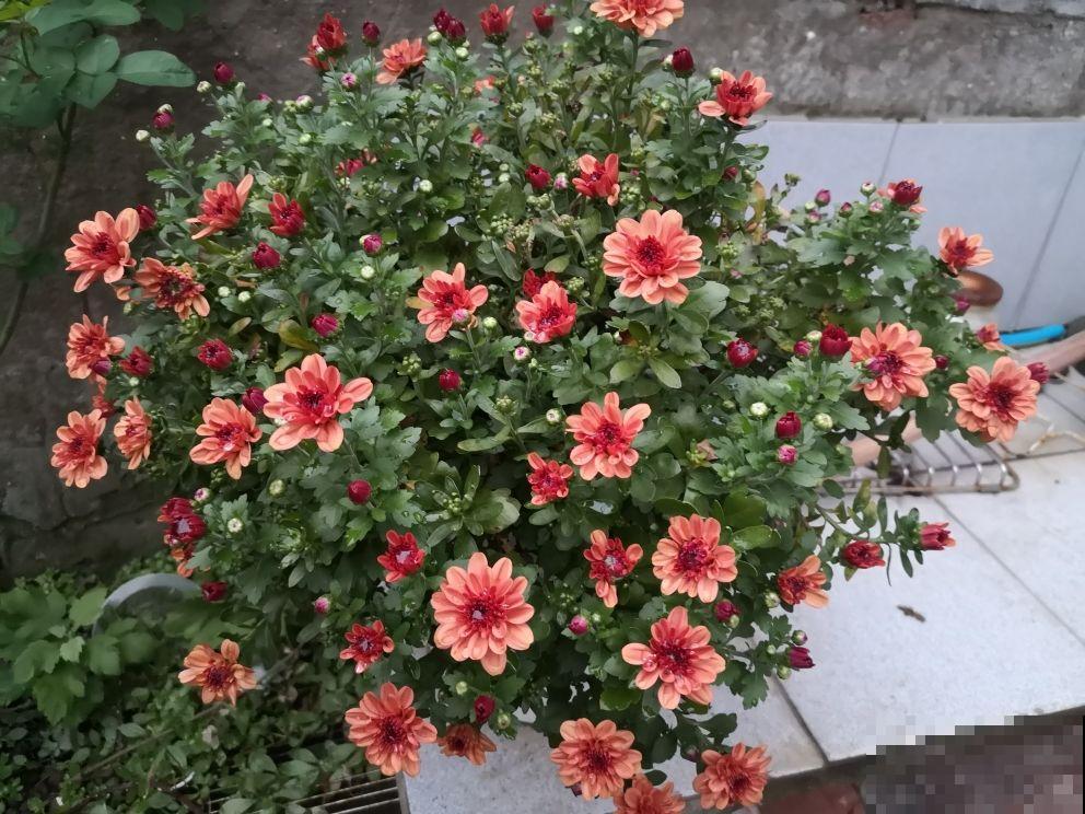 三角梅不开花如何解决,牢记三大要点,春天花开满树 三角梅不开花如何解决,牢记三大要点,春天花开满树