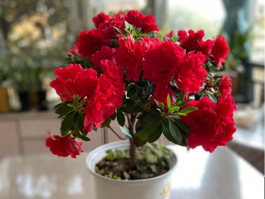 养花“急救”方法，1步搞定，别越拖越严重！