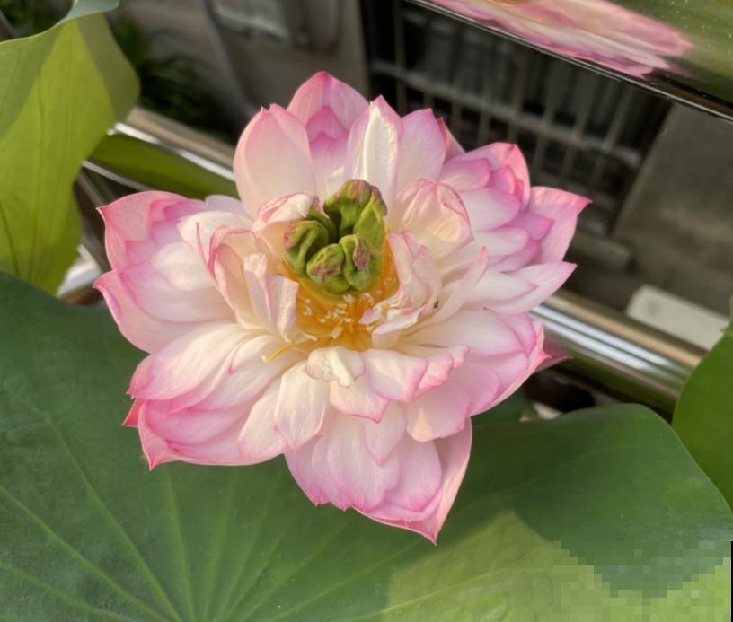 4种“不吉利的花”，以前没人养，现在抢着种