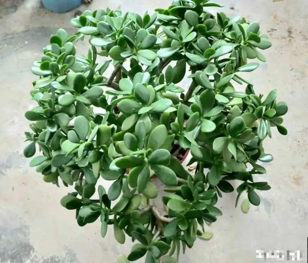 10种花得穷养，盆越小、水越少，越长得旺