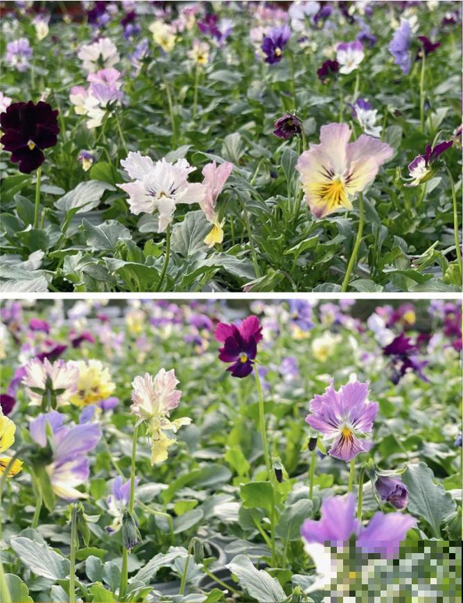 特耐寒的花，冬天照样能爆盆，颜值不输牡丹