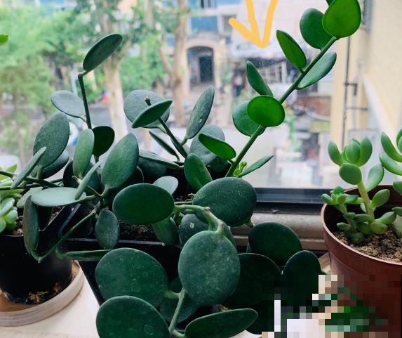 一种花名叫碧雷鼓,叶子圆润像钱币,还有招财进宝好兆头 一种花名叫碧雷鼓,叶子圆润像钱币,还有招财进宝好兆头