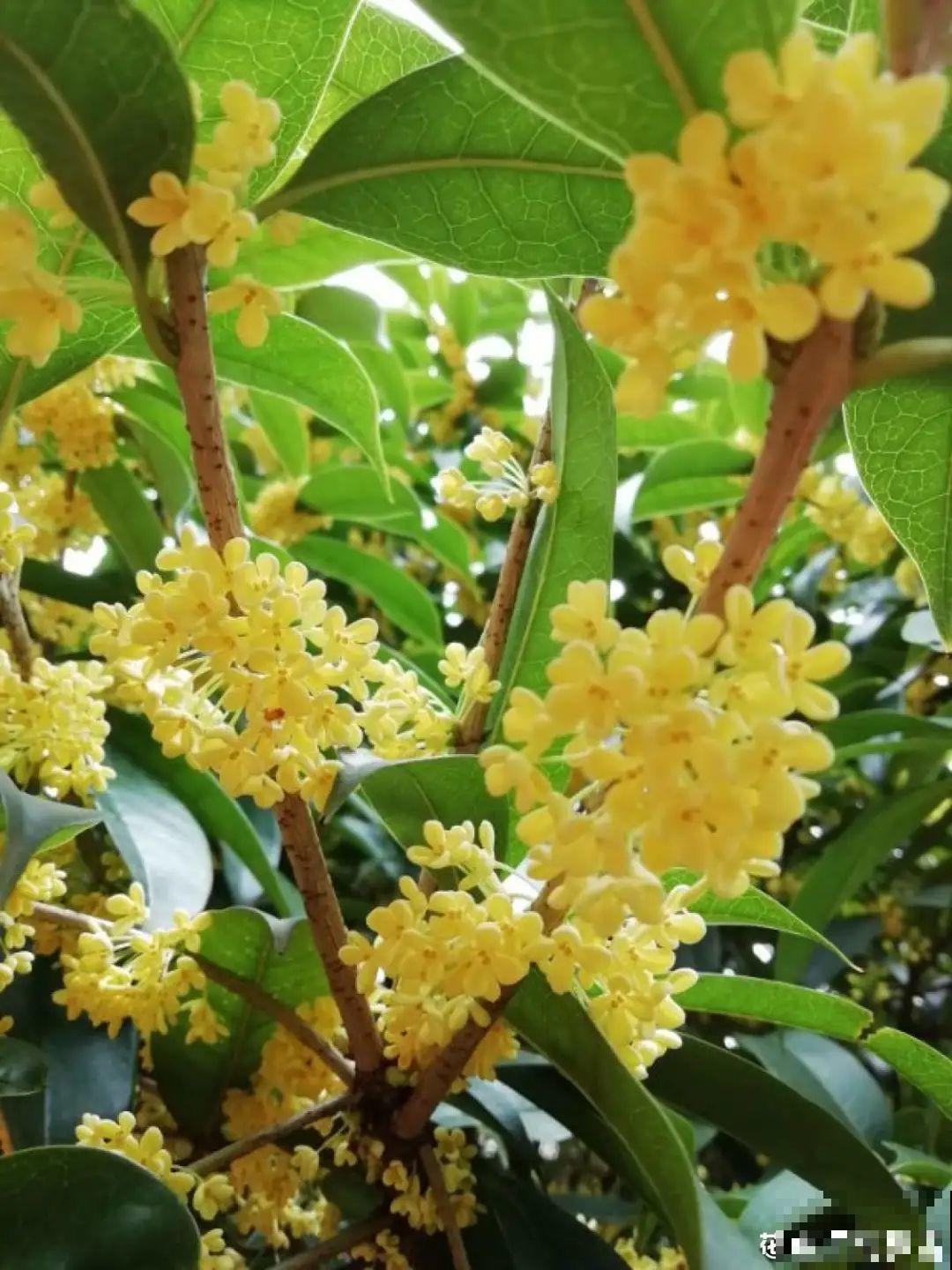 秋天种16种花，冬天就能开爆盆，满盆都是花