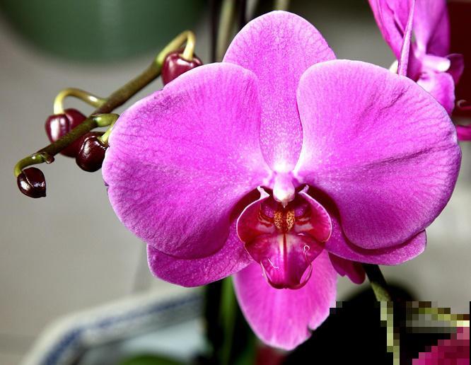 5种植物越养越枯，老手都养不活，再好看也慎养