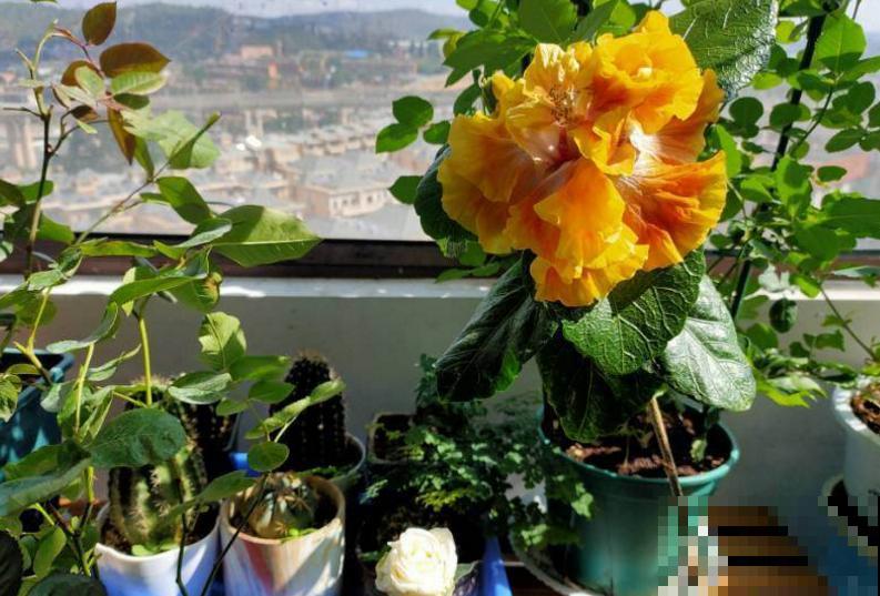 “10大不吉利”花排行榜，新手已经“退货”了，你家养过吗？