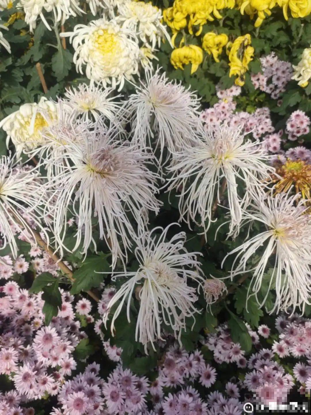 一盆菊花一万二，能开出七个颜色，真是少见