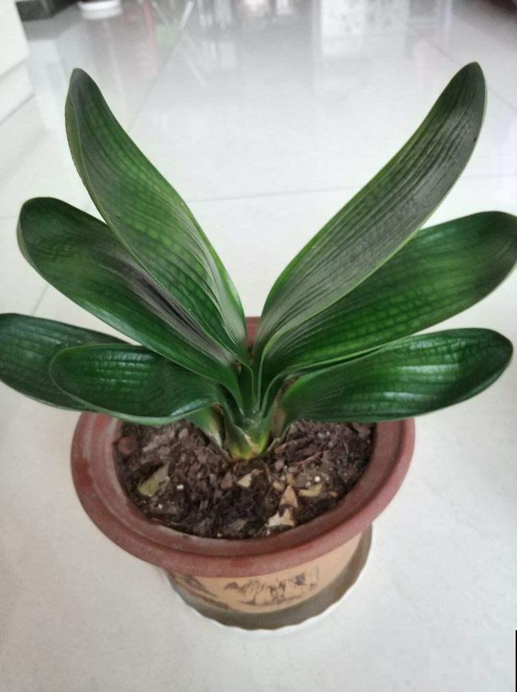 冬天来了,这6种花少浇水,越干燥才长得越好 冬天来了,这6种花少浇水,越干燥才长得越好