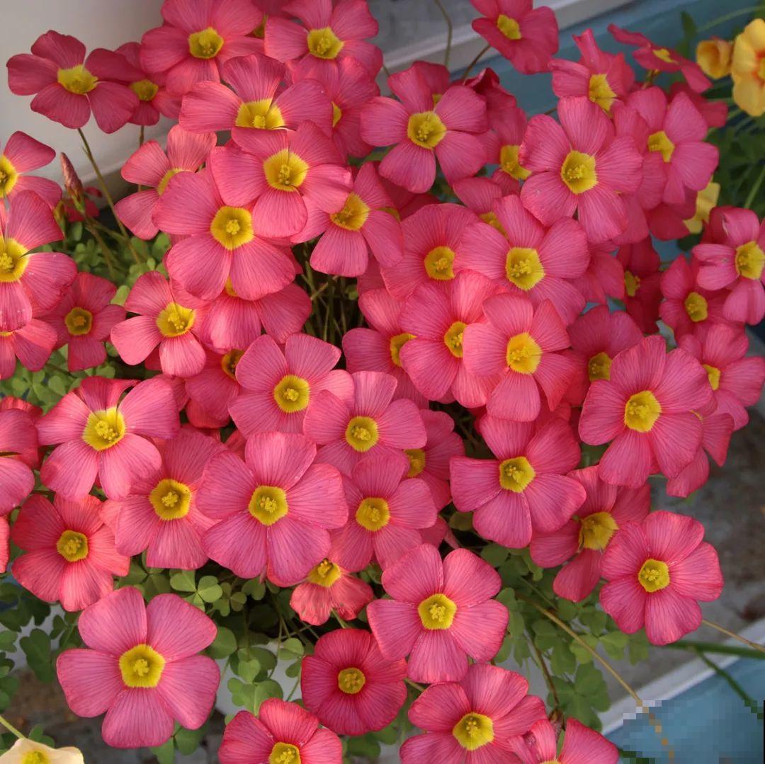 1种小草花名叫酢浆草，花量大，花期长，一盆还能变多盆