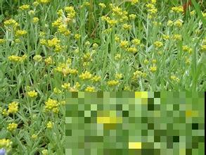 农村3种常见野草，是不可多得的中草药，别小瞧了