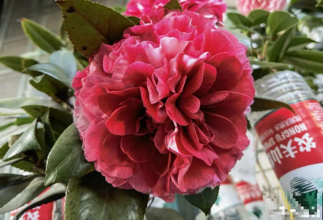 冬天常见的茶花，6个“毛病”经常犯，真难养