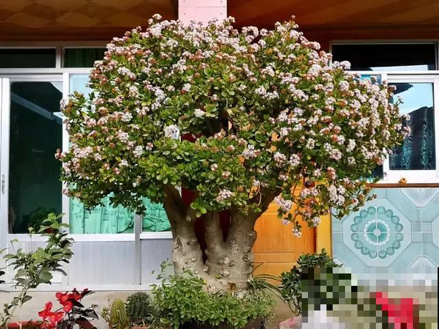 玉树养了5年，总是不开花，记住3个小窍门，开出满树“吉利花”