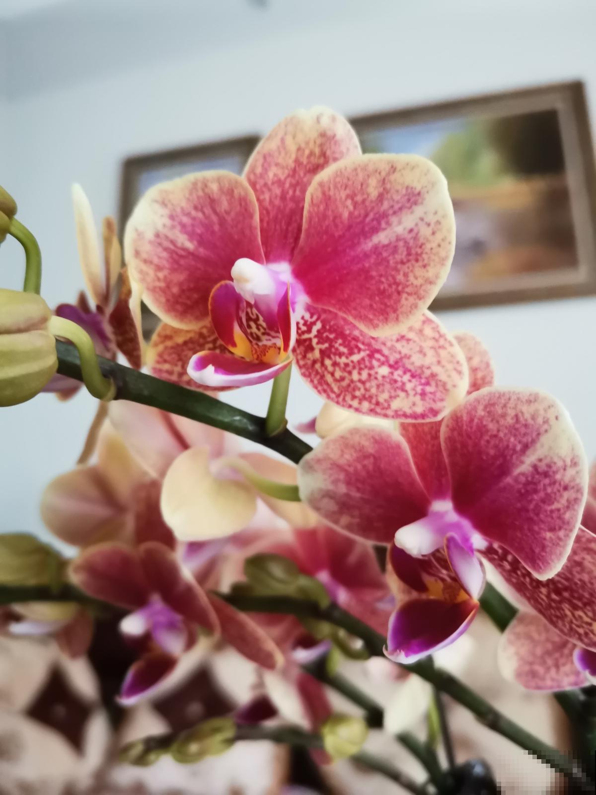 养蝴蝶兰，秋天开始催花了，选对肥水才能开花