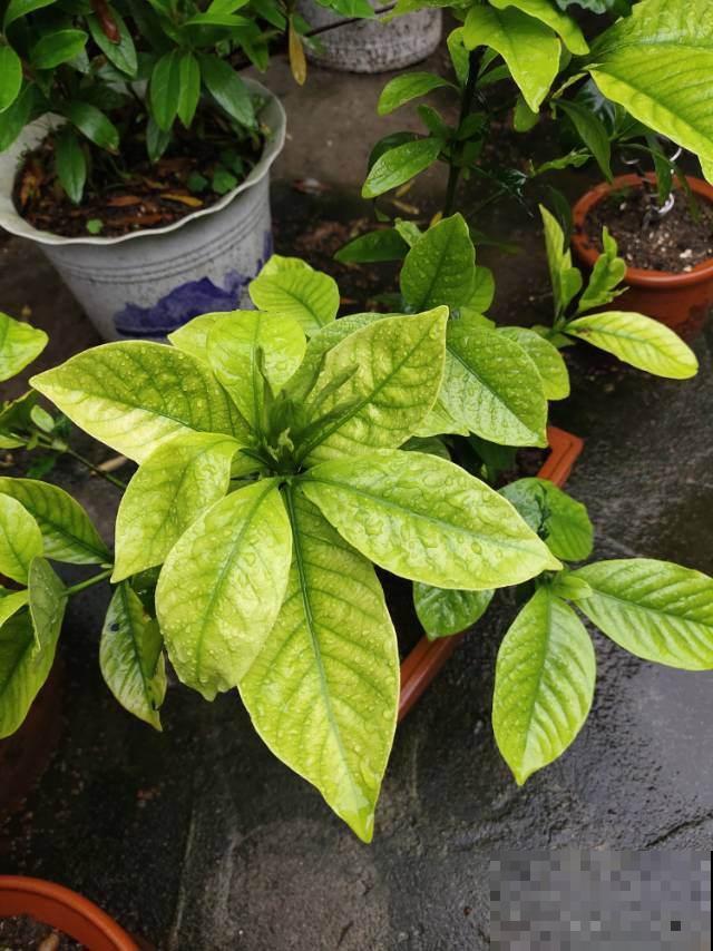 为什么养的花草总枯死？原来5个要点没注意，以前真是白费功夫了