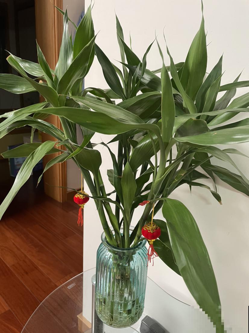 30种观叶植物,能观赏也净化空气,总有一种你养过 30种观叶植物,能观赏也净化空气,总有一种你养过