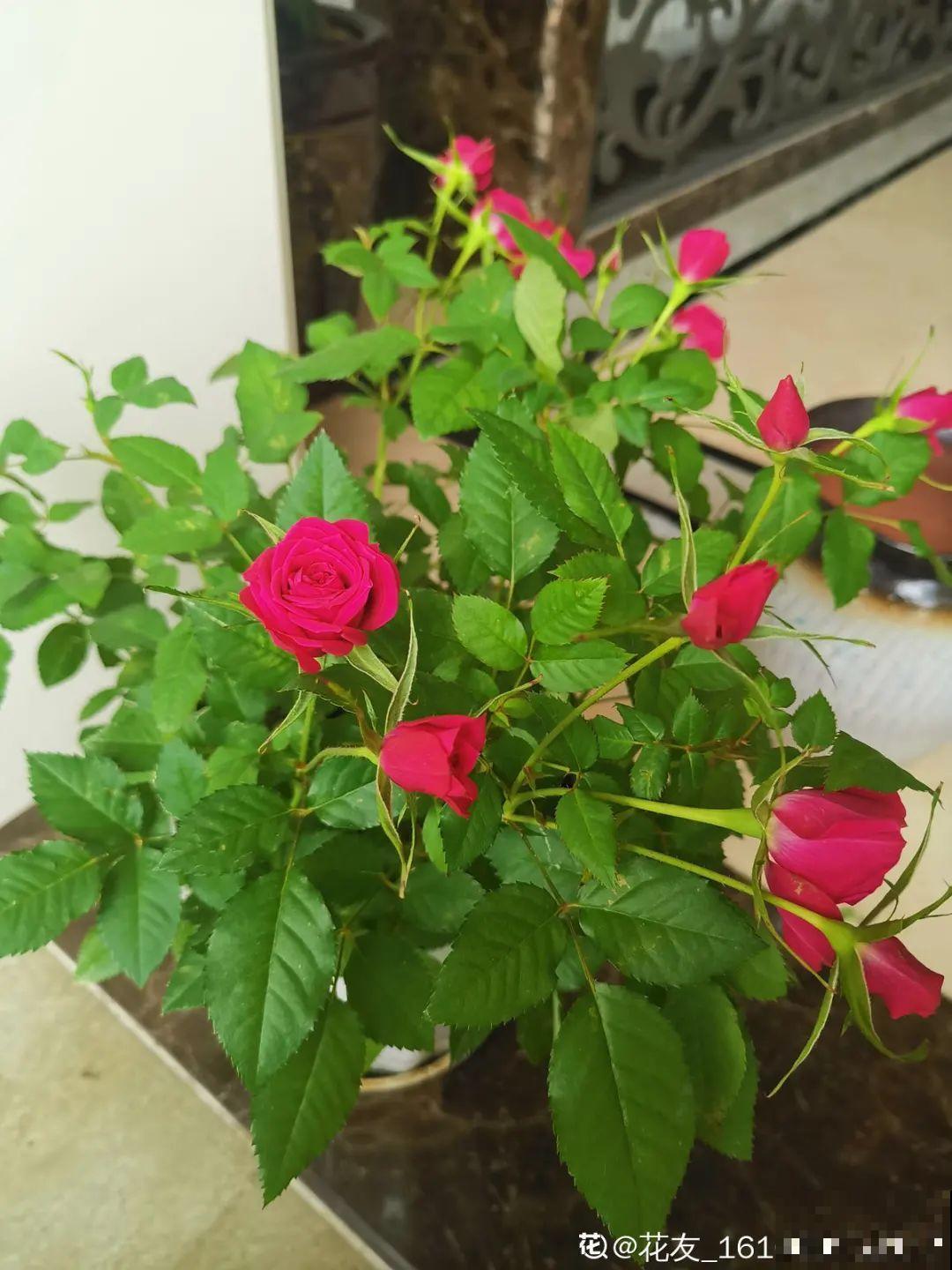 15种花，冬季浇水要注意，浇错了容易冻伤