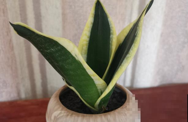 1种花,盆越小,水越少,反而长得更旺盛 1种花,盆越小,水越少,反而长得更旺盛