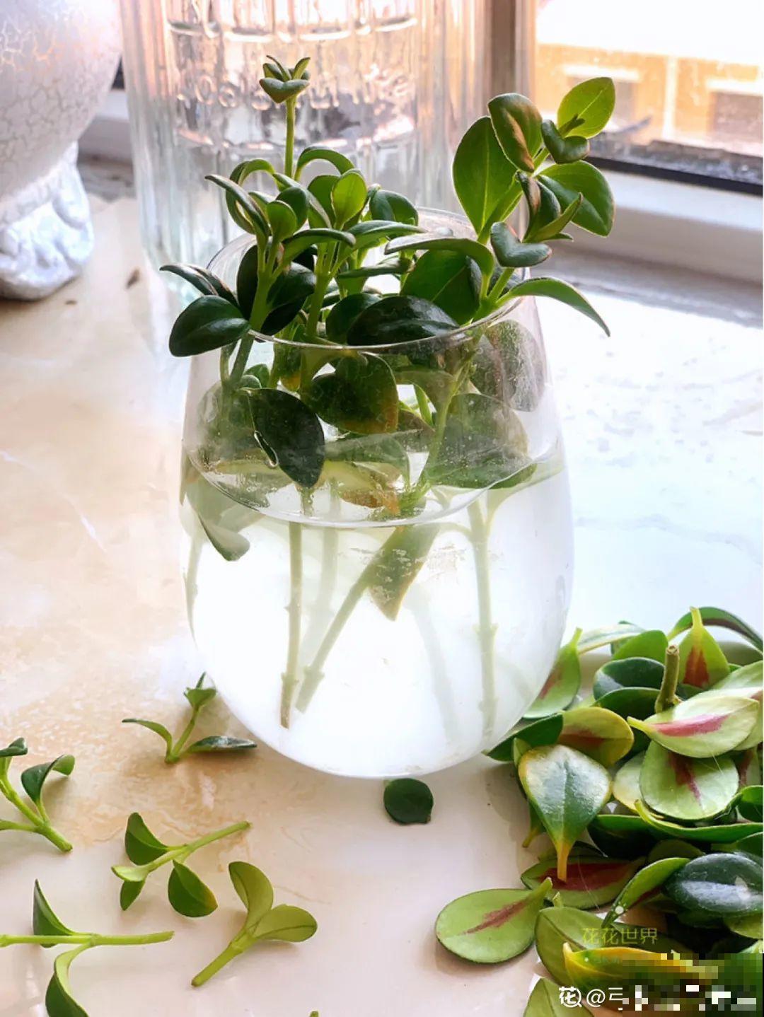 5种花,要是秋天不扦插,错过还得等1年! 5种花,要是秋天不扦插,错过还得等1年!