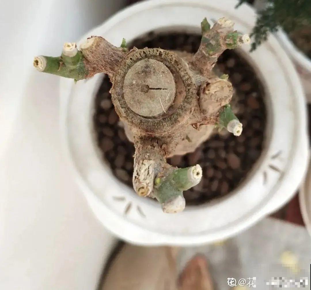 养花大棚倒闭,“贵货花”路边扔了一地,后悔没带个大麻袋 养花大棚倒闭,“贵货花”路边扔了一地,后悔没带个大麻袋