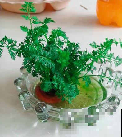 蔬菜头砍了别丢,好好养护,10天就能看到开花 蔬菜头砍了别丢,好好养护,10天就能看到开花