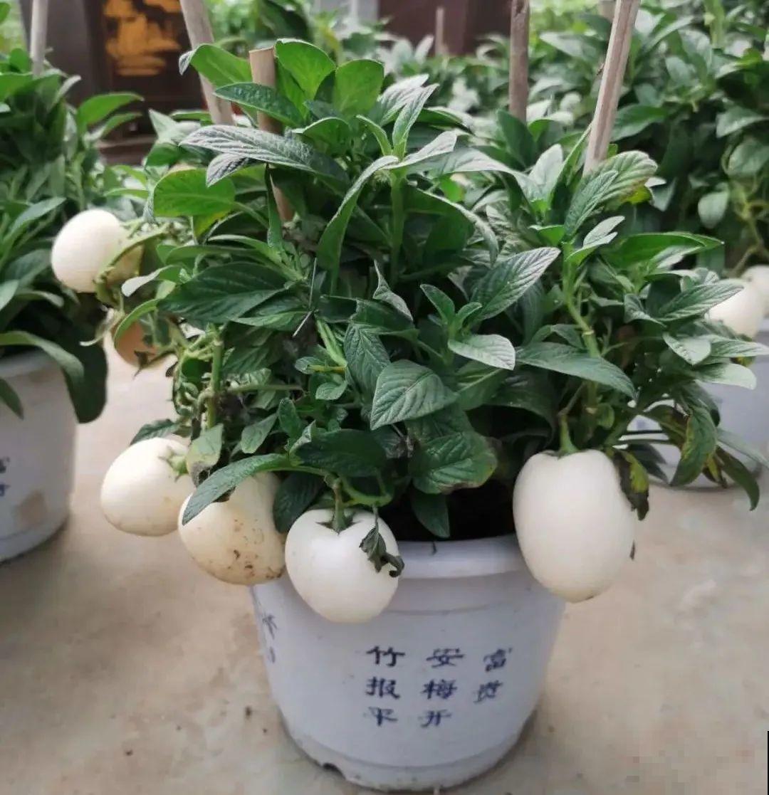 1种花俗称“摇钱树”，满盆长满小元宝，大吉大利，好看吉祥！