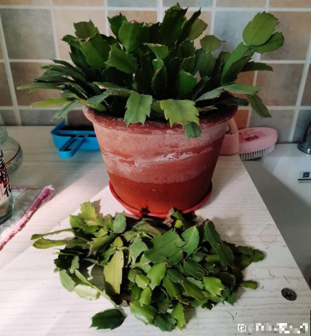 冬天扦插6种花，简单易成活，一盆变多盆