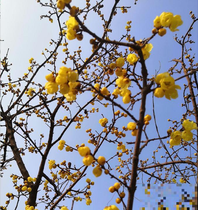 不怕冷的喜庆花,-15度依然开,满树繁花! 不怕冷的喜庆花,-15度依然开,满树繁花!