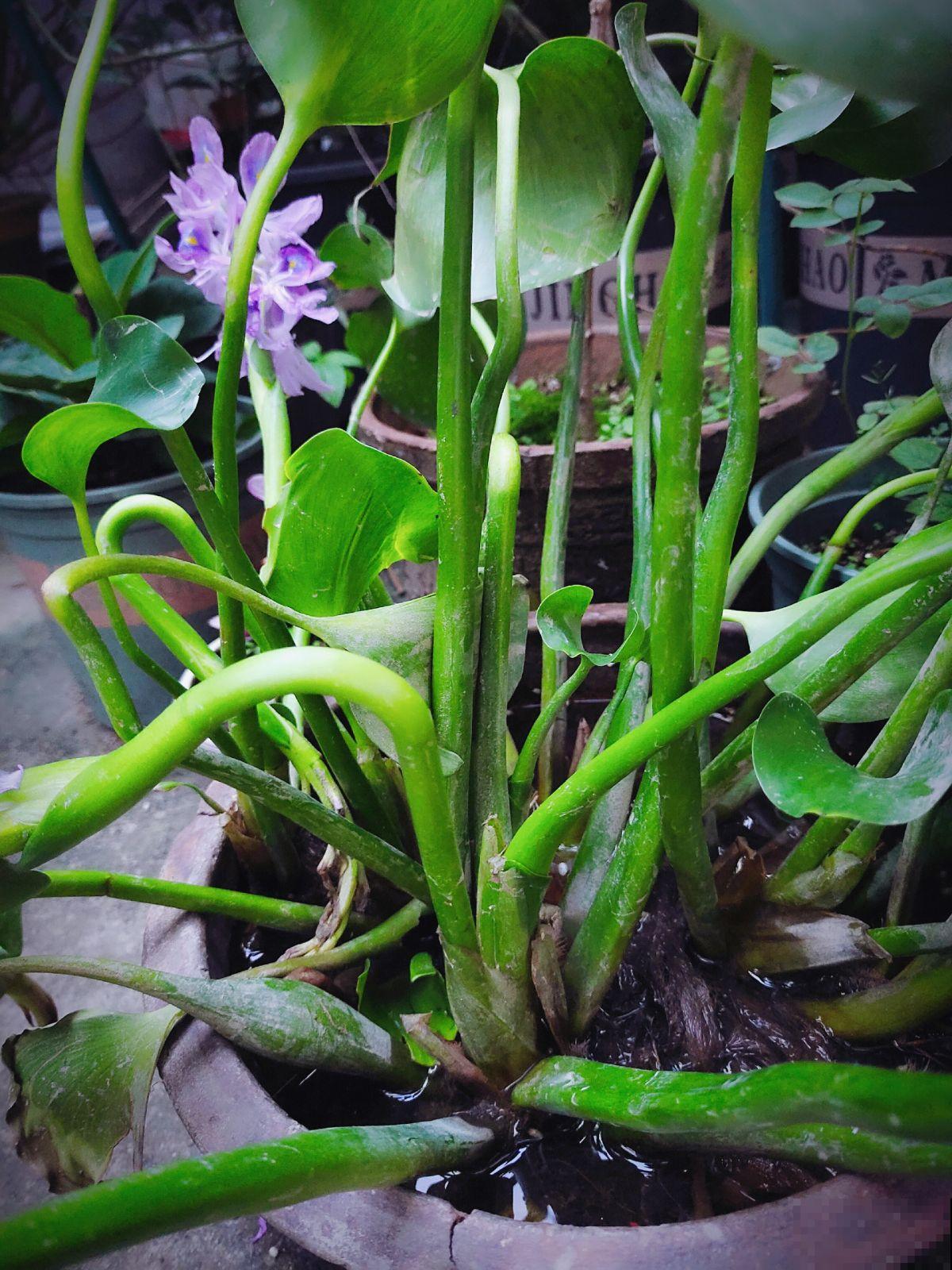 这7种入侵植物很常见，见到它不要留情，留着是祸害