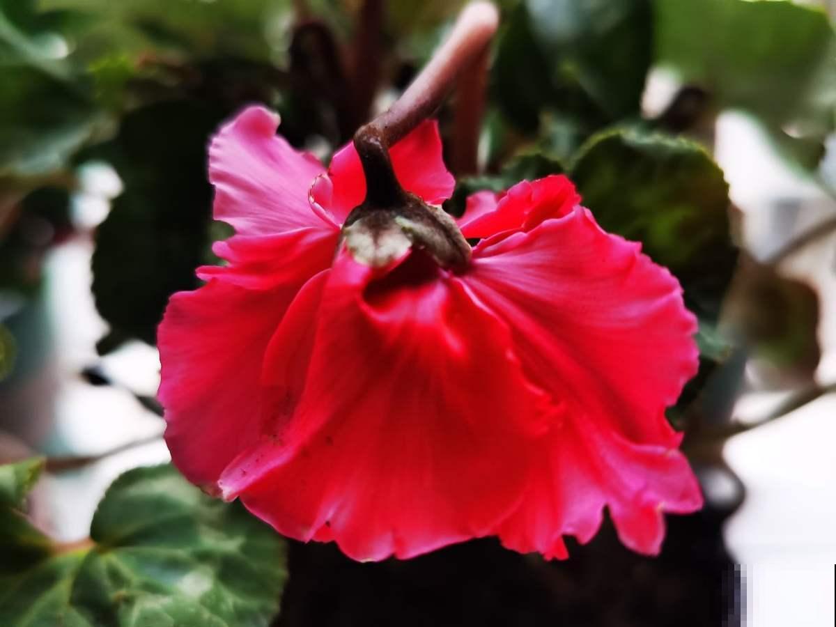 仙客来被誉为“盆花之王”,有寄托美祝愿的寓意,好看又好养 仙客来被誉为“盆花之王”,有寄托美祝愿的寓意,好看又好养