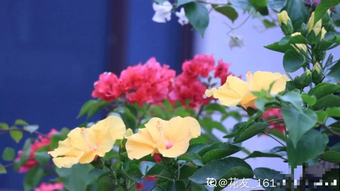 6种花好养活，超适合新手，养护看这篇就够了