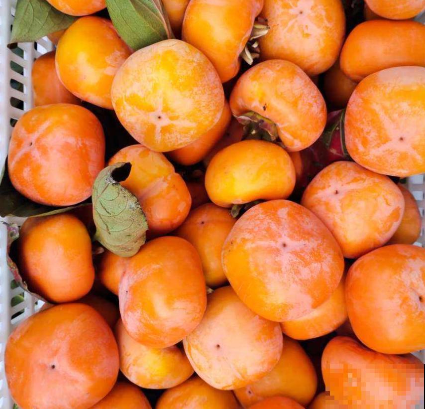 拥有一颗柿子树,满树挂满“小灯笼”,日子红火又吉祥 拥有一颗柿子树,满树挂满“小灯笼”,日子红火又吉祥