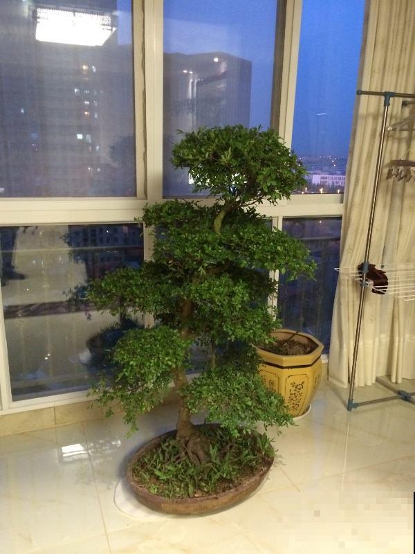 “宅后有榆，百鬼不近”，庭院里养一棵榆树，镇宅又吉祥