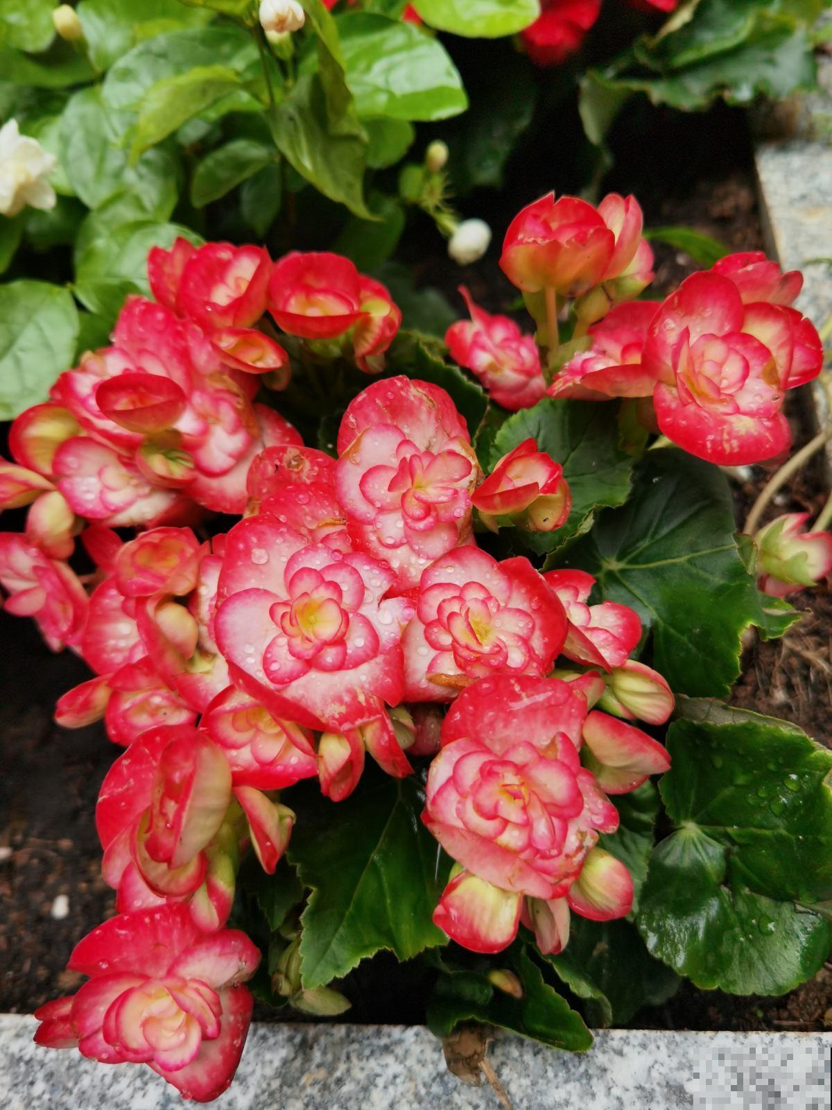 花卉中的“耐寒高手”，零下15度也能开花，东北地区也能养